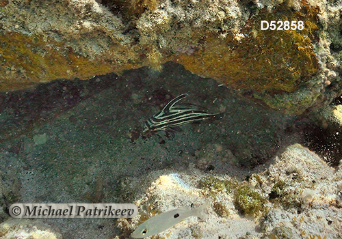 High-hat (Pareques acuminatus)